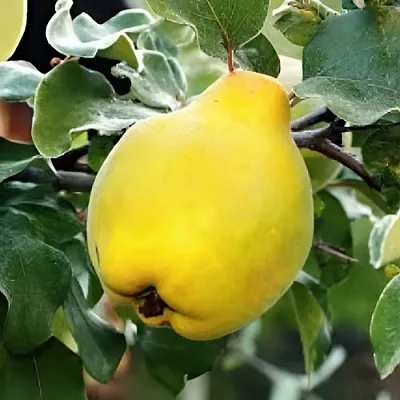 Айва МИР в Саратове