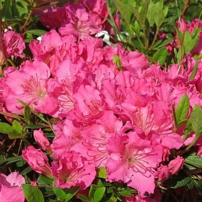 Азалия КИРСТИН японская  Азалия КИРСТИН японская в Саратове