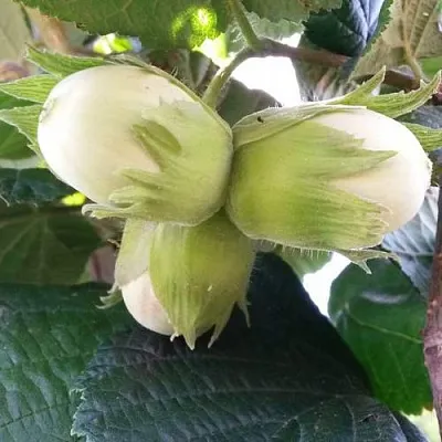 Фундук ЮННАТ  Фундук ЮННАТ в Саратове