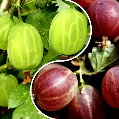 Комплект СКАЗКА в Саратове