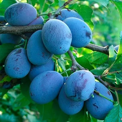 Синяя   Синяя  в Саратове