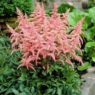 Астильба БРЕССИНГЕМ БЬЮТИ Арендса  Астильба БРЕССИНГЕМ БЬЮТИ Арендса в Саратове