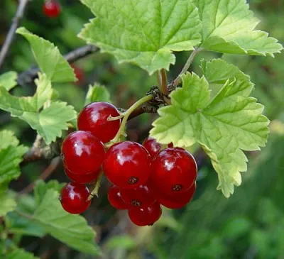 Смородина альпийская ШМИДТ в Саратове