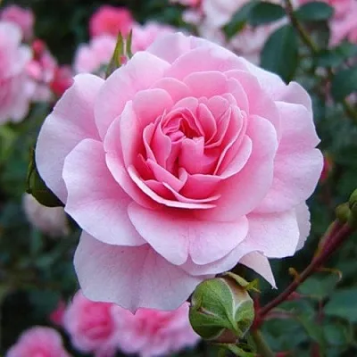 Саженцы роз БОНИКА флорибунда  Саженцы роз БОНИКА флорибунда в Саратове