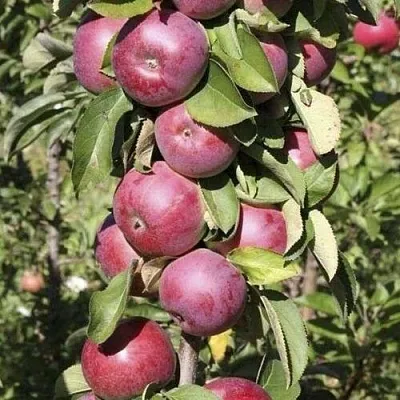 Яблоня ЕСЕНИЯ колонновидная  Яблоня ЕСЕНИЯ колонновидная в Саратове