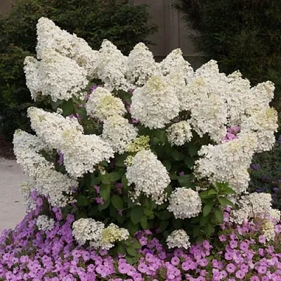 Гортензия БОБО метельчатая  Гортензия БОБО метельчатая в Саратове