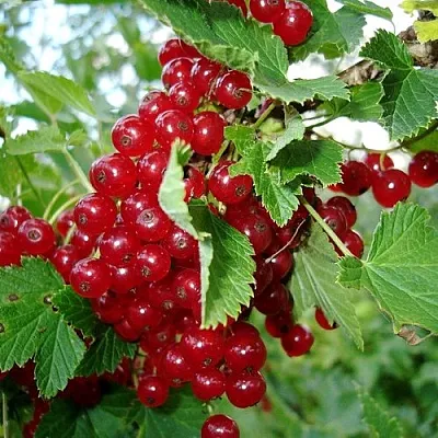 Смородина красная ГОЛЛАНДСКАЯ КРАСНАЯ в Саратове