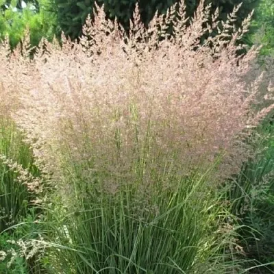 Вейник ОВЕРДАМ остроцветковый  Вейник ОВЕРДАМ остроцветковый в Саратове