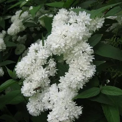 Дейция КАНДИДИССИМА шершавая  Дейция КАНДИДИССИМА шершавая в Саратове