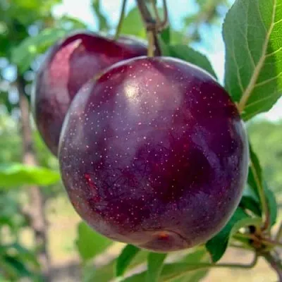 Слива АНЖЕЛИНО  Слива АНЖЕЛИНО в Саратове