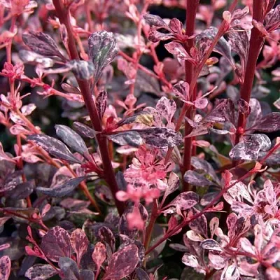 Барбарис АРЛЕКИН тунберга  Барбарис АРЛЕКИН тунберга в Саратове