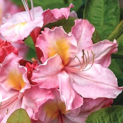 Азалия СЕССИЛЬ листопадная в Саратове