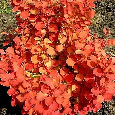 Барбарис ОРАНЖ ФАЙЕР тунберга  Барбарис ОРАНЖ ФАЙЕР тунберга в Саратове