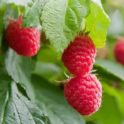 Малина МАРАВИЛЛА  Малина МАРАВИЛЛА в Саратове