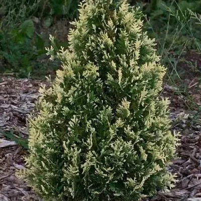 Туя БРАБАНТ ВАРИЕГАТТА западная в Саратове