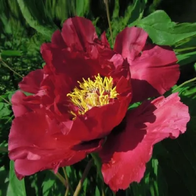 Пион КРАСНЫЙ ЛОТОС древовидный в Саратове