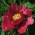 Пион КРАСНЫЙ ЛОТОС древовидный — описание сорта Пион КРАСНЫЙ ЛОТОС древовидный в Саратове