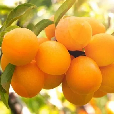 Слива МАРА  Слива МАРА в Саратове