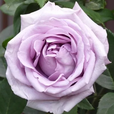 Саженцы роз ИНДИГОЛЕТТА плетистая  Саженцы роз ИНДИГОЛЕТТА плетистая в Саратове