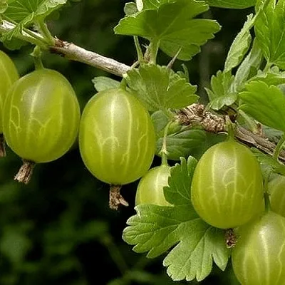 Крыжовник УРАЛЬСКИЙ БЕСШИПНЫЙ  Крыжовник УРАЛЬСКИЙ БЕСШИПНЫЙ в Саратове