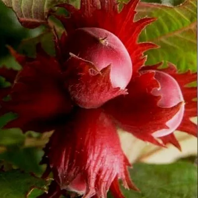 Фундук БАГРЯНЕЦ  Фундук БАГРЯНЕЦ в Саратове