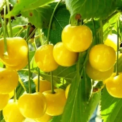 Черешня ПОДСНЕЖНИК в Саратове