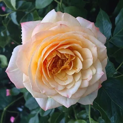 Саженцы роз АБЕЙ ДЕ СЕНТ-АМАН шраб  Саженцы роз АБЕЙ ДЕ СЕНТ-АМАН шраб в Саратове