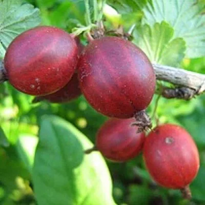 Крыжовник ЩЕДРЫЙ  Крыжовник ЩЕДРЫЙ в Саратове