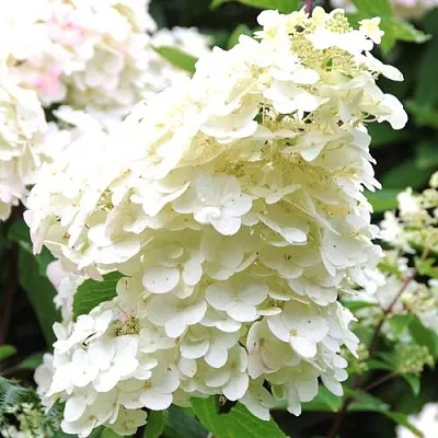 Гортензия ЮНИК метельчатая  Гортензия ЮНИК метельчатая в Саратове