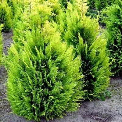 Кипарисовик ИВОНЕ лавсана в Саратове