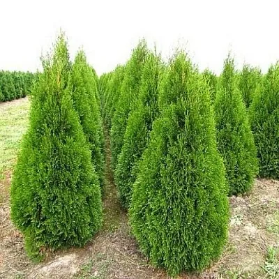 Туя СМАРАГД западная в Саратове