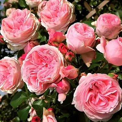 Саженцы роз ДЖАРДИНА плетистая  Саженцы роз ДЖАРДИНА плетистая в Саратове