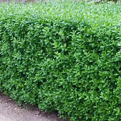 Бирючина обыкновенная АТРОВИРЕНС  Бирючина обыкновенная АТРОВИРЕНС в Саратове