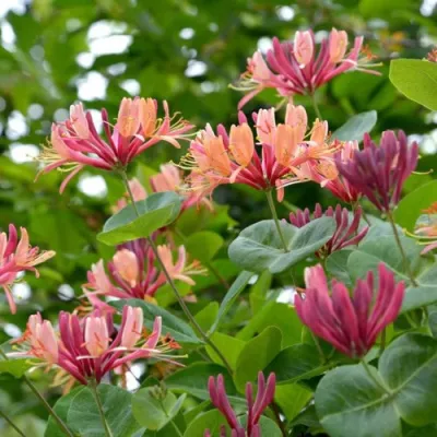 Жимолость ГЕКРОТА в Саратове