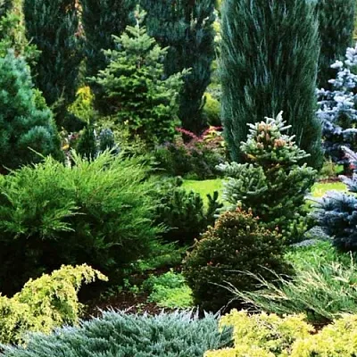 Хвойные растения в Саратове