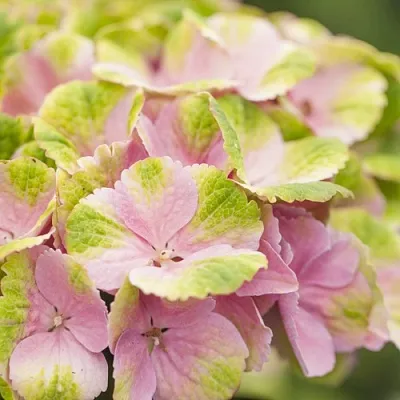 Гортензия МЭДЖИКАЛ КРИСТАЛЛ крупнолистная  Гортензия МЭДЖИКАЛ КРИСТАЛЛ крупнолистная в Саратове