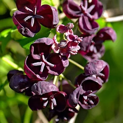 Акебия ПЯТЁРНАЯ   Акебия ПЯТЁРНАЯ  в Саратове