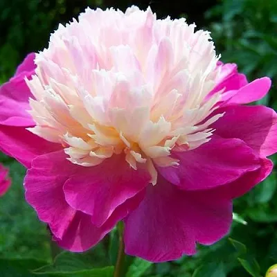 Пион ГЕЙ ПАРИ травянистый  Пион ГЕЙ ПАРИ травянистый в Саратове