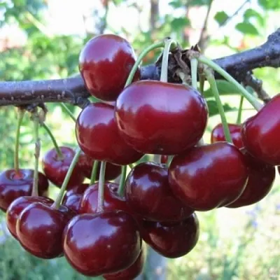 Вишня НОРД СТАР в Саратове