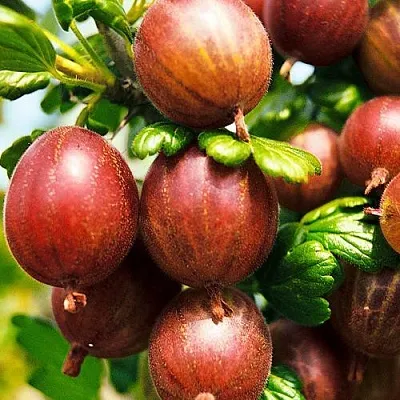 Крыжовник ШЕРШНЕВСКИЙ  Крыжовник ШЕРШНЕВСКИЙ в Саратове