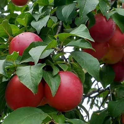 Плумкот БИРИКОККОЛО ГИГАНТЕ ДИ БУДРИО  Плумкот БИРИКОККОЛО ГИГАНТЕ ДИ БУДРИО в Саратове