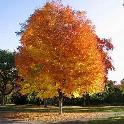 Клен серебристый  Клен серебристый в Саратове