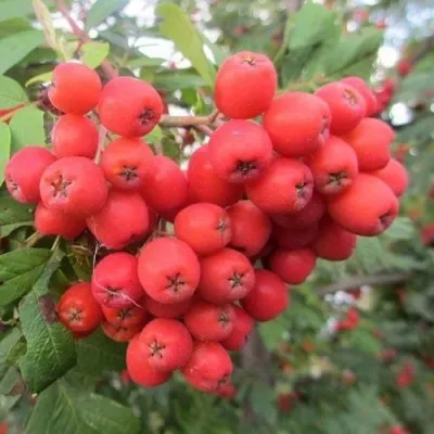 Рябина НЕВЕЖИНСКАЯ сладкоплодная — описание сорта Рябина НЕВЕЖИНСКАЯ сладкоплодная в Саратове