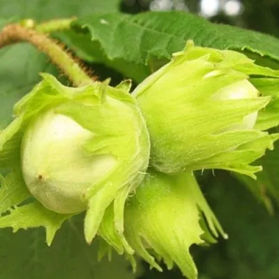 Фундук КАТАЛОНСКИЙ  Фундук КАТАЛОНСКИЙ в Саратове