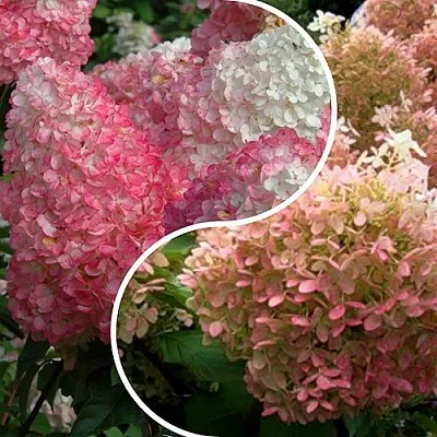 Комплект МАЛИНОВЫЙ ЗАКАТ в Саратове