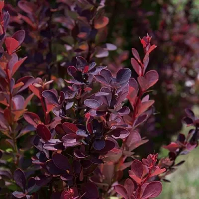 Барбарис ХЕЛМОНД ПИЛЛАР тунберга  Барбарис ХЕЛМОНД ПИЛЛАР тунберга в Саратове