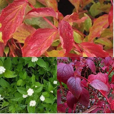 Комплект СЕВЕРНОЕ СИЯНИЕ в Саратове