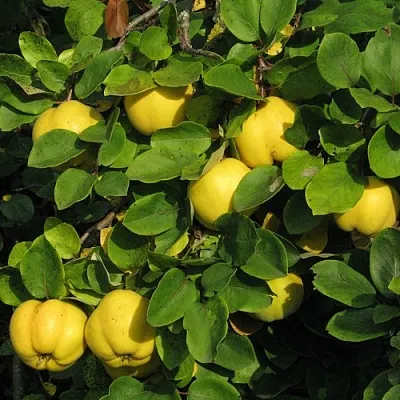 Айва в Саратове