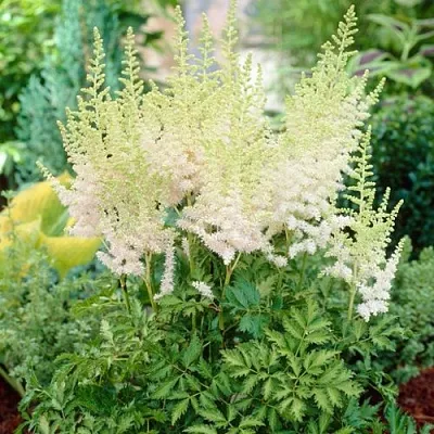 Астильба МИЛК ЭНД ХАНИ китайская  Астильба МИЛК ЭНД ХАНИ китайская в Саратове