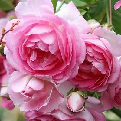 Саженцы роз ЖАСМИНА плетистая  Саженцы роз ЖАСМИНА плетистая в Саратове